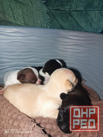 Щенки чихуахуа Енакиево - изображение 2