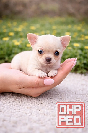 Чистопородные щенки чихуахуа Енакиево - изображение 2