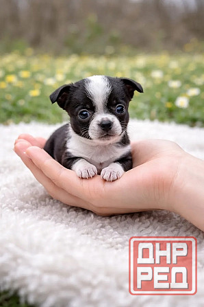 Чистопородные щенки чихуахуа Енакиево - изображение 3