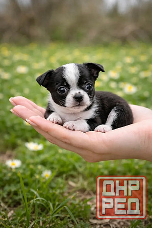 Чистопородные щенки чихуахуа Енакиево - изображение 4
