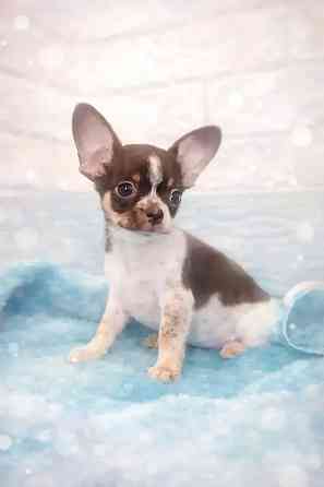 Мальчик породы чихуахуа с документами Енакиево