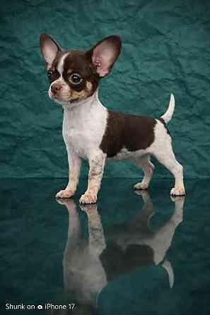 Мальчик породы чихуахуа с документами Енакиево