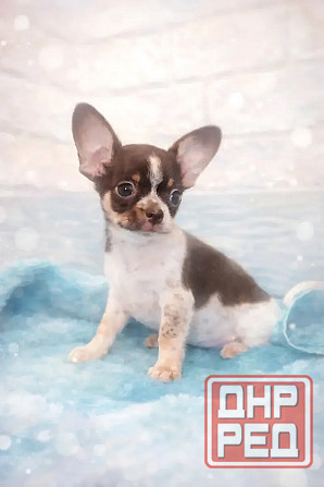 Мальчик породы чихуахуа с документами Енакиево - изображение 2