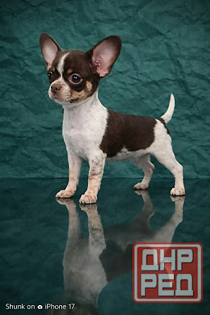 Мальчик породы чихуахуа с документами Енакиево - изображение 1