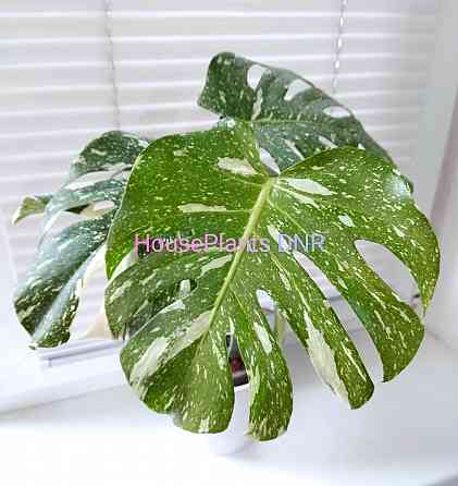 Монстера Деликатесная Тайское Созвездие Макеевка