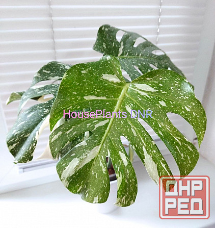 Монстера Деликатесная Тайское Созвездие Макеевка - изображение 1