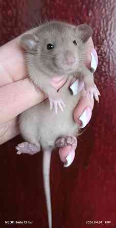 Шоколадный мальчишка Дамбо Донецк