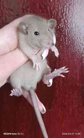 Шоколадный мальчишка Дамбо Донецк