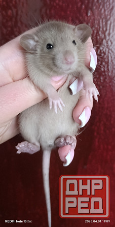 Шоколадный мальчишка Дамбо Донецк - изображение 1