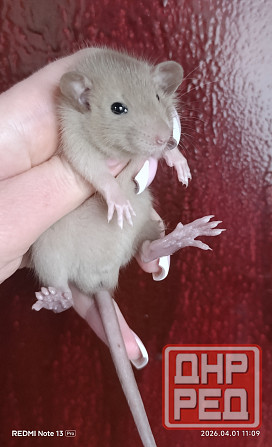 Шоколадный мальчишка Дамбо Донецк - изображение 2