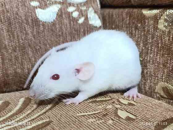 Сиамский Дамбо Донецк