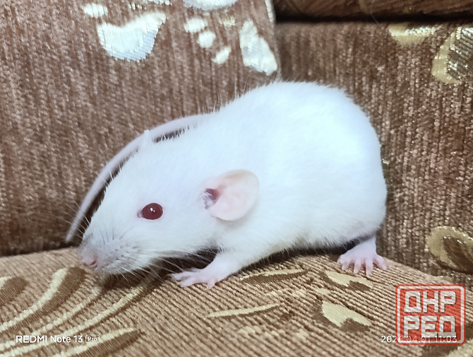 Сиамский Дамбо Донецк - изображение 1