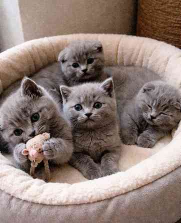 Котята британской короткошёрстной кошки Донецк