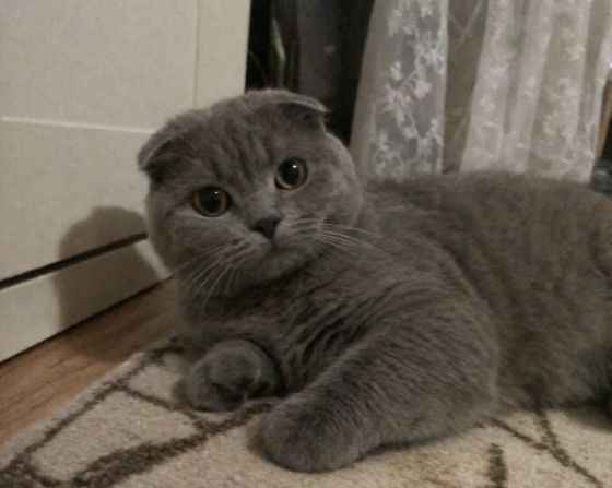 Котята британской короткошёрстной кошки Донецк