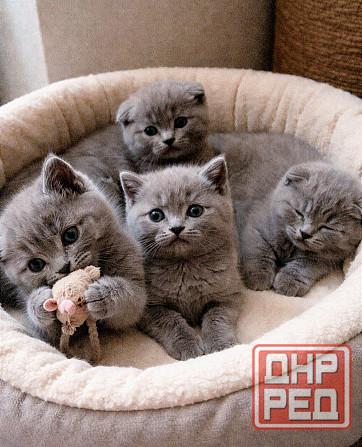 Котята британской короткошёрстной кошки Донецк - изображение 1