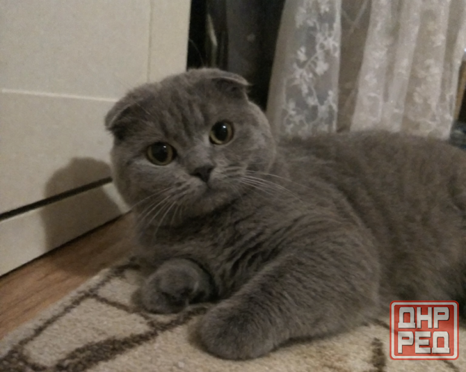 Котята британской короткошёрстной кошки Донецк - изображение 2