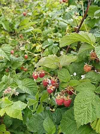 Продаётся дача г.Донецк, Калининский р-н, район Пивзавода Донецк