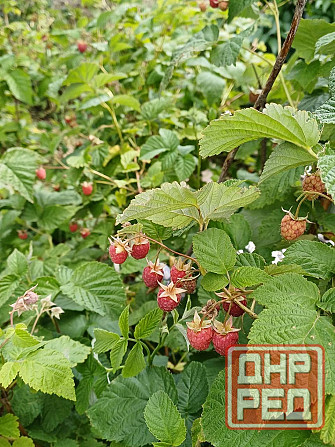 Продаётся дача г.Донецк, Калининский р-н, район Пивзавода Донецк - изображение 4