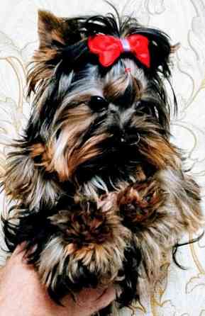 Продается щенок йорка Донецк