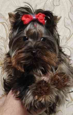 Продается щенок йорка Донецк