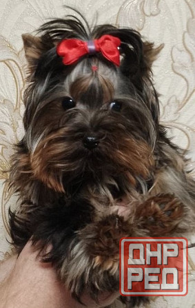 Продается щенок йорка Донецк - изображение 2