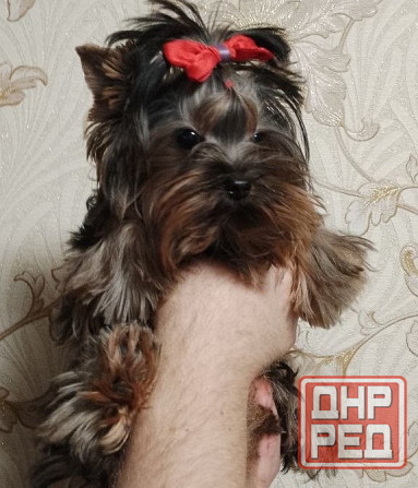 Продается щенок йорка Донецк - изображение 4