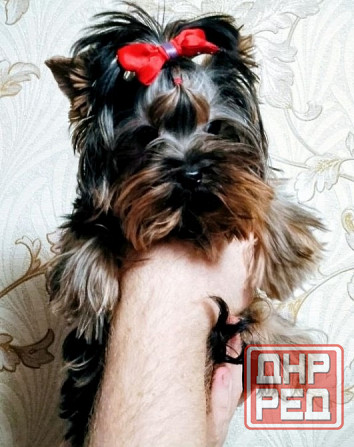 Продается щенок йорка Донецк - изображение 1