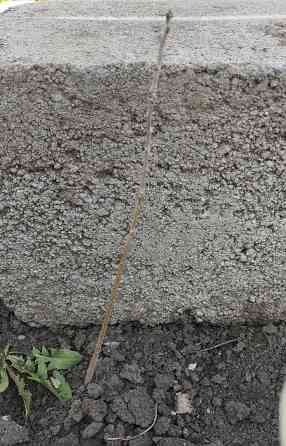 Дуб молодой дубок Донецк