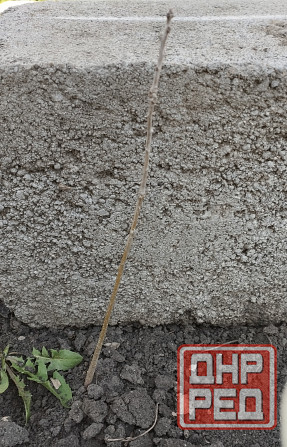 Дуб молодой дубок Донецк - изображение 1