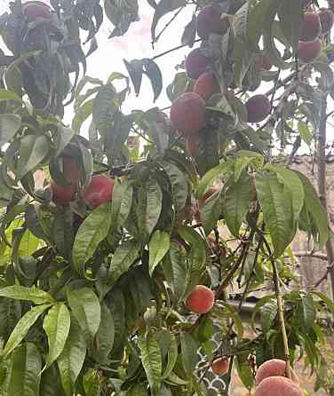 Дача Авдотьено 6 сот дом 25м2 Донецк