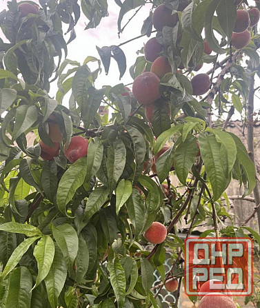 Дача Авдотьено 6 сот дом 25м2 Донецк - изображение 3