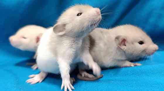 Дамбо ручные малыши Харцызск