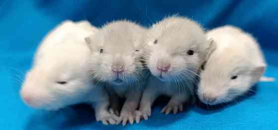 Дамбо ручные малыши Харцызск