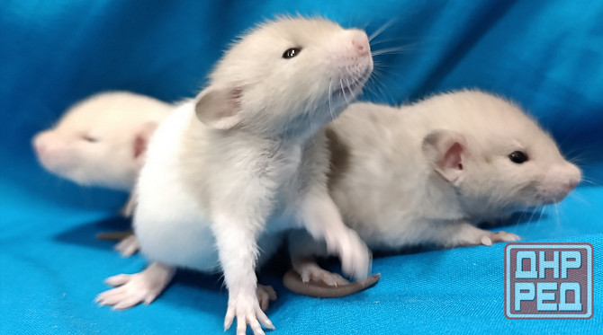 Дамбо ручные малыши Харцызск - изображение 1