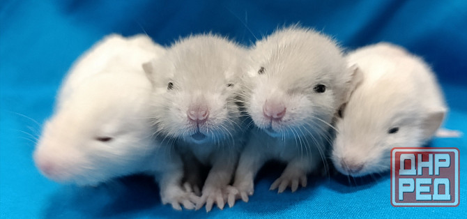 Дамбо ручные малыши Харцызск - изображение 2