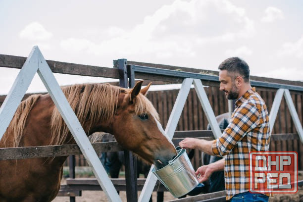 Ищу помощника по хозяйству! Донецк - изображение 1