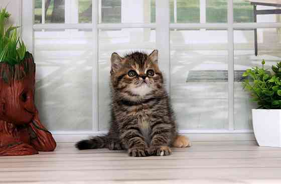 Экзоточка - с документами, Exo f24 Макеевка