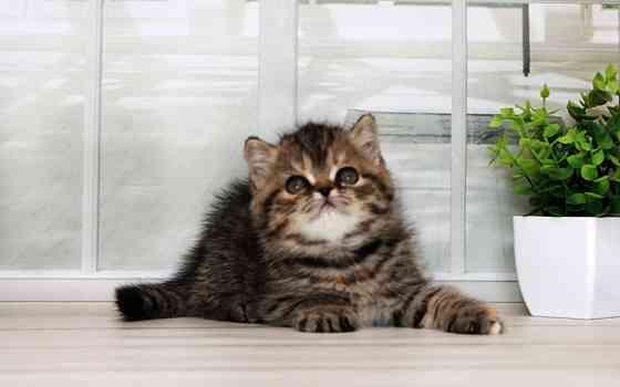 Экзоточка - с документами, Exo f24 Макеевка