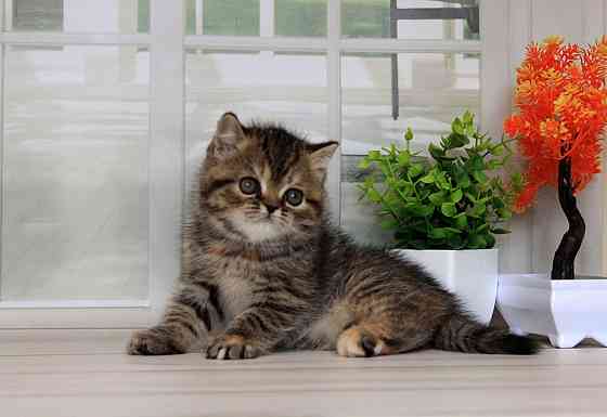 Экзоточка - с документами, Exo f24 Макеевка