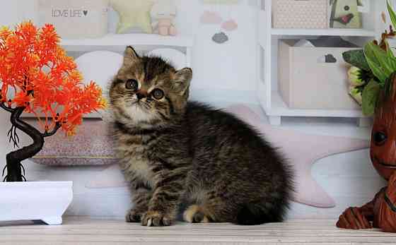 Экзоточка - с документами, Exo f24 Макеевка