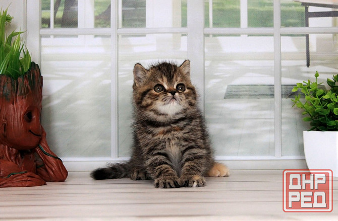 Экзоточка - с документами, Exo f24 Макеевка - изображение 3