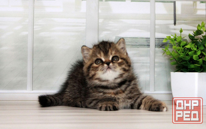 Экзоточка - с документами, Exo f24 Макеевка - изображение 4