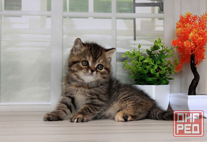 Экзоточка - с документами, Exo f24 Макеевка - изображение 2