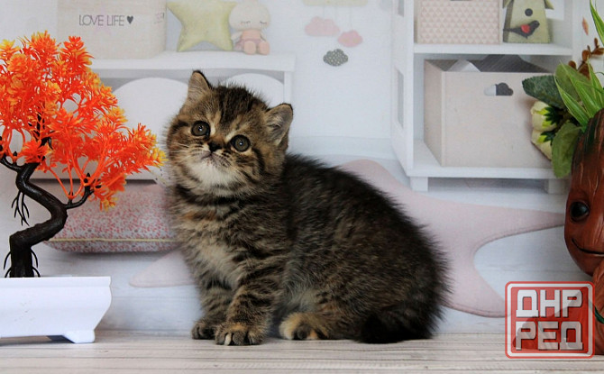 Экзоточка - с документами, Exo f24 Макеевка - изображение 1