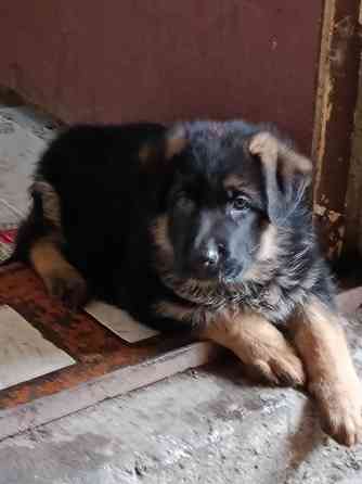 Щеночки немчики Донецк