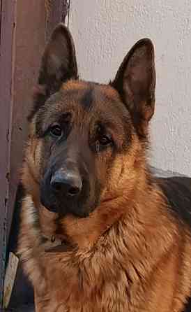 Щеночки немчики Донецк