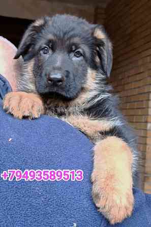 Щеночки немчики Донецк