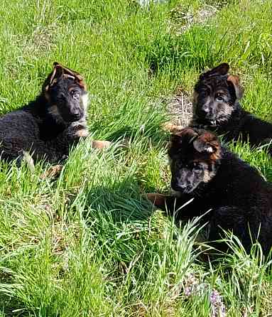 Щеночки немчики Донецк