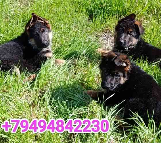 Щеночки немчики Донецк