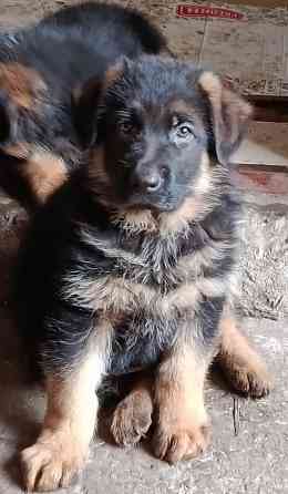 Щеночки немчики Донецк